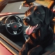 Ein KI-generiertes Bild eines schwarzen Hundes, der auf dem Fahrersitz eines roten Cabriolets sitzt und die Vorderpfoten über die Autotür gelegt hat.