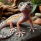 Ein gelber Leopardgecko mit schwarzen Flecken sitzt auf einem Stein in einem Terrarium.