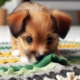 Ein junger Hund schnüffelt an den Falten eines bunten Schnüffelteppichs.